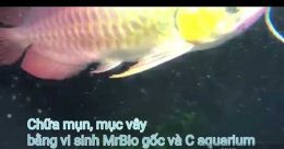 Chữa mụn trên vây và mục vây bằng chế phẩm sinh học MRBIO