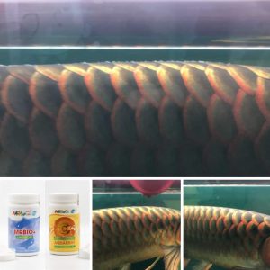 Cá rồng bị nấm trắng được chữa khỏi và khỏe sau khi dùng liệu trình của MRBIO+ và C AQUARIUM