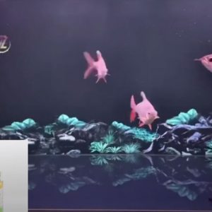 Chăm cá bằng bộ tứ chế phầm MRBIO