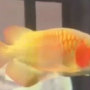 Chữa nấm râu cá Rồng khỏi và an toàn