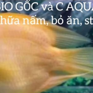 Chữa nấm, stress, bỏ ăn bằng MRBIO
