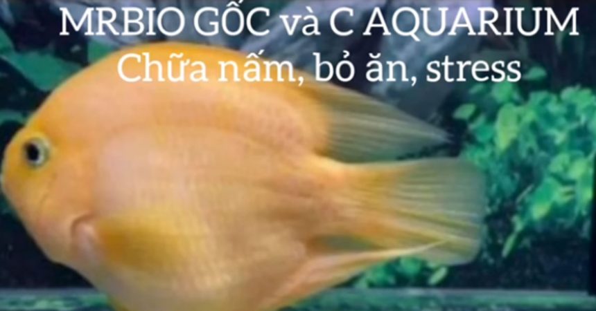 Chữa nấm, stress, bỏ ăn bằng MRBIO