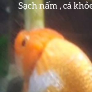 Chữa nấm trên vây cá vàng, ranchu