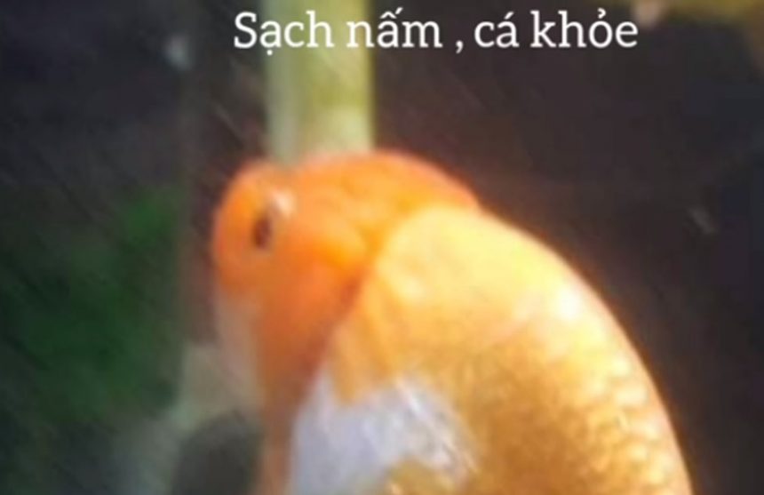 Chữa nấm trên vây cá vàng, ranchu Chữa nấm trên vây cá vàng, ranchu