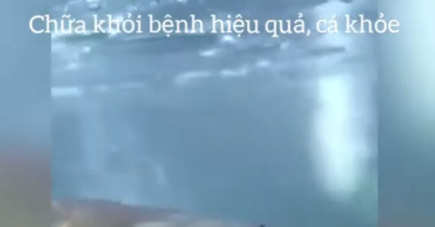 Chữa viêm đục mắt ở cá hiệu quả, tiết kiệm, cá khỏe