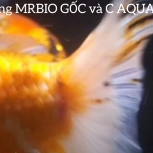 Chữa viêm tưa máu vây đuôi cá vàng Ranchu