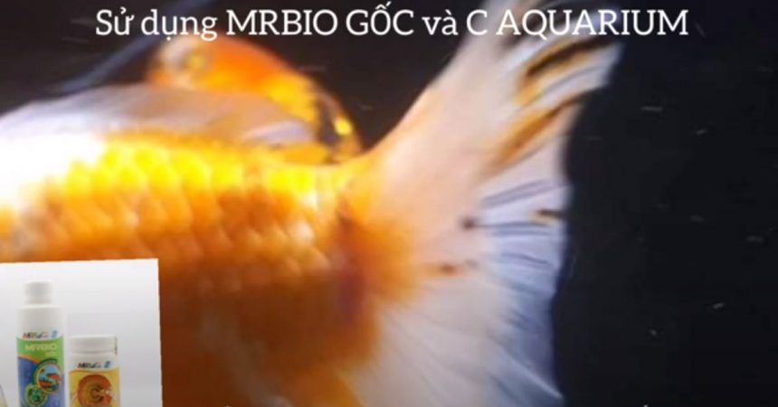 Chữa viêm tưa máu vây đuôi cá vàng Ranchu