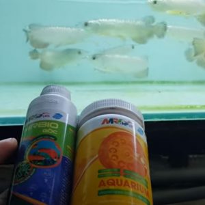 Dưỡng cá bằng chế phẩm MRBIO