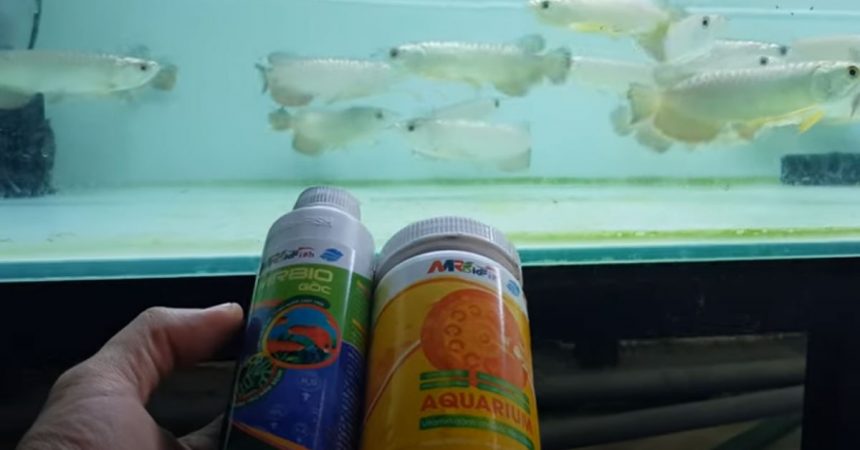 Dưỡng cá bằng chế phẩm MRBIO
