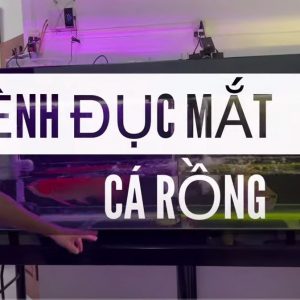 Chữa đục mắt lâu ngày cho cá Rồng