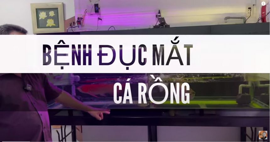 Chữa đục mắt lâu ngày cho cá Rồng