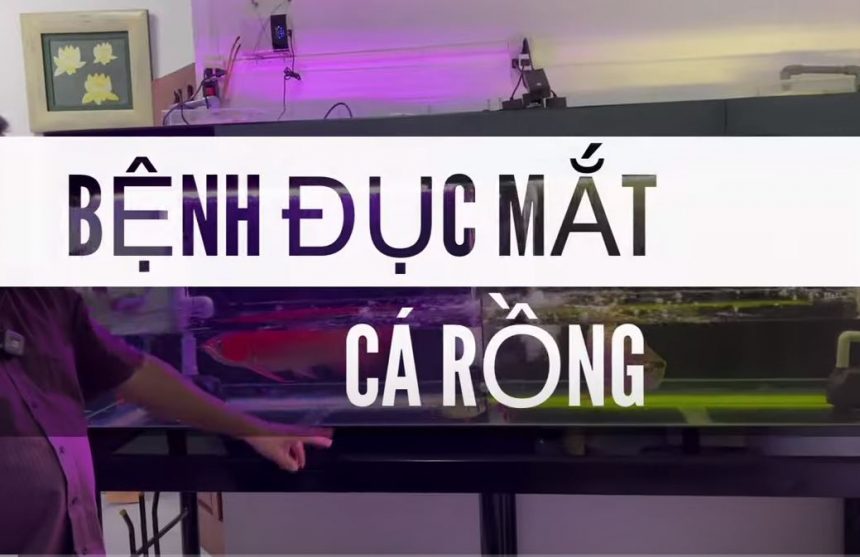 Chữa đục mắt lâu ngày cho cá Rồng Chữa đục mắt lâu ngày cho cá Rồng