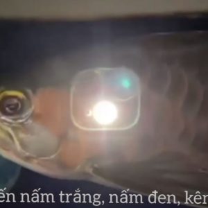 Nấm đen, nấm trắng, kênh vẩy cùng lúc ở cá rồng