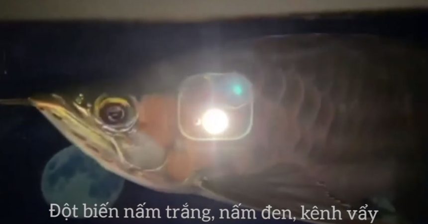 Nấm đen, nấm trắng, kênh vẩy cùng lúc ở cá rồng