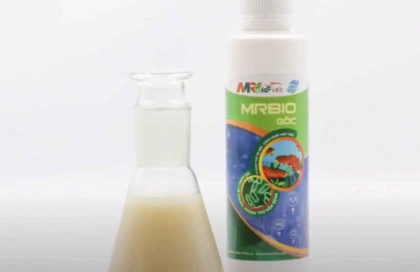 Vi sinh MRBIO GỐC giúp cá sung khỏe tự nhiên Vi sinh MRBIO GỐC giúp cá sung khỏe tự nhiên