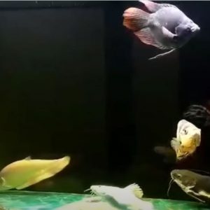 Vi sinh MRBIO GỐC và C AQUARIUM