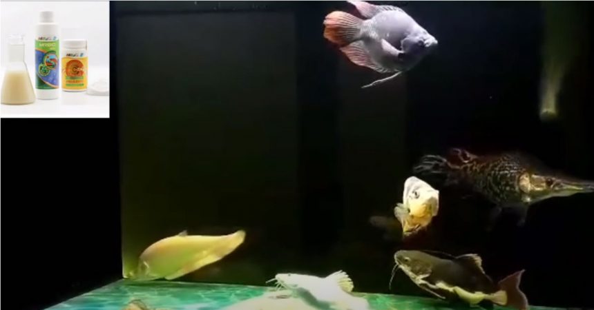 Vi sinh MRBIO GỐC và C AQUARIUM