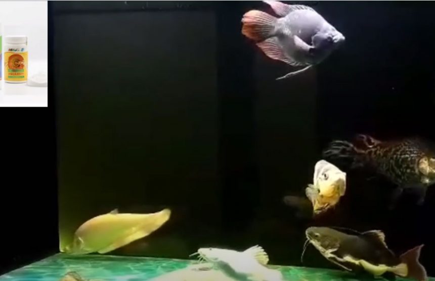 Vi sinh MRBIO GỐC và C AQUARIUM Vi sinh MRBIO GỐC và C AQUARIUM